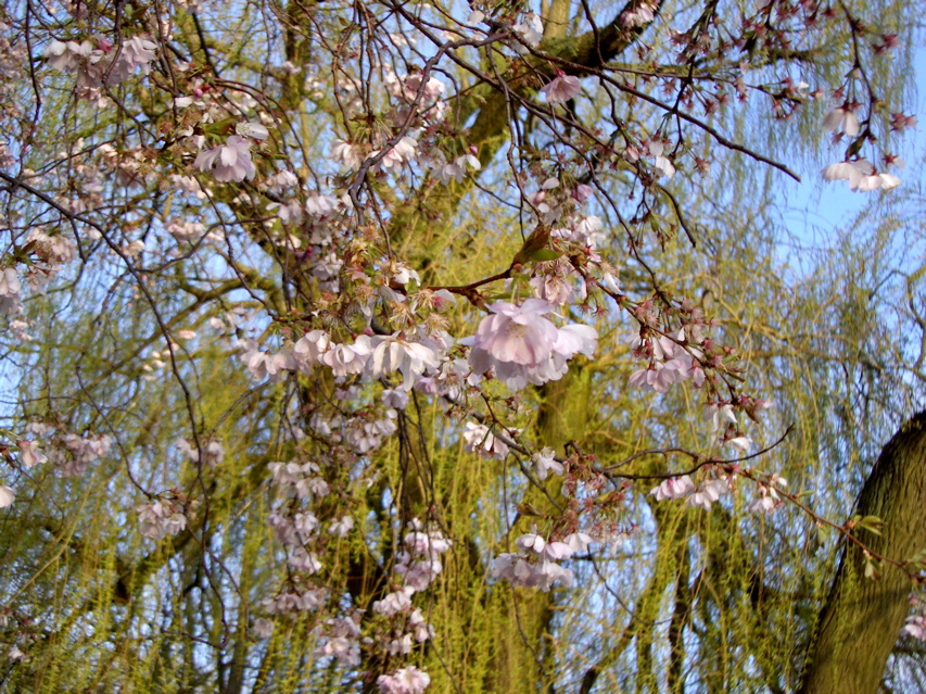 Spring on the Alster