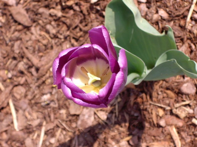 First Tulip