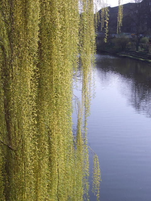 Spring Willows