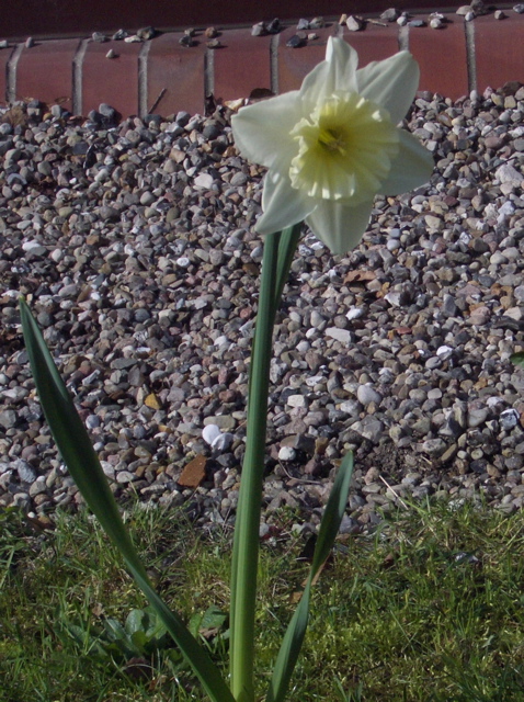 First daffodil (Narzisse)