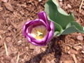 First Tulip