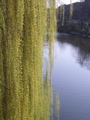 Spring Willows