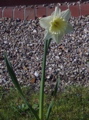 First daffodil (Narzisse)