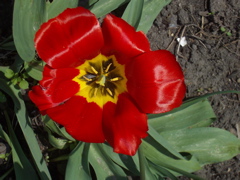 Tulip