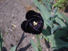 Almost Black Tulip