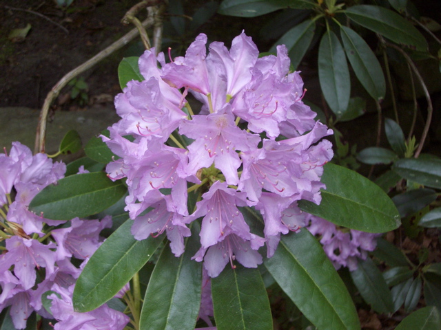 Rhododendron