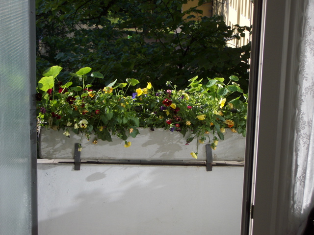 Our Window Box