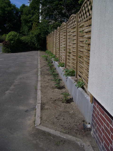 Parking Strip Garden 8. Jun 2005