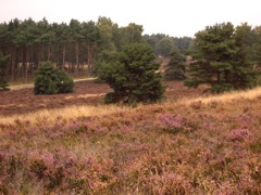 Fischbek Heide