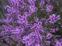 Heide: Purple Heather on the Heath