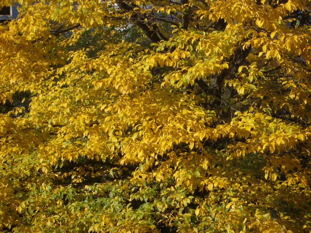 Back Yard Fall Foliage