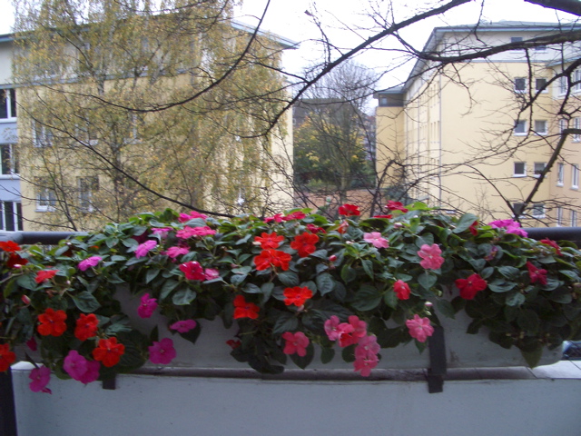 Impatiens in November